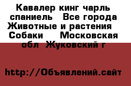 Кавалер кинг чарль спаниель - Все города Животные и растения » Собаки   . Московская обл.,Жуковский г.